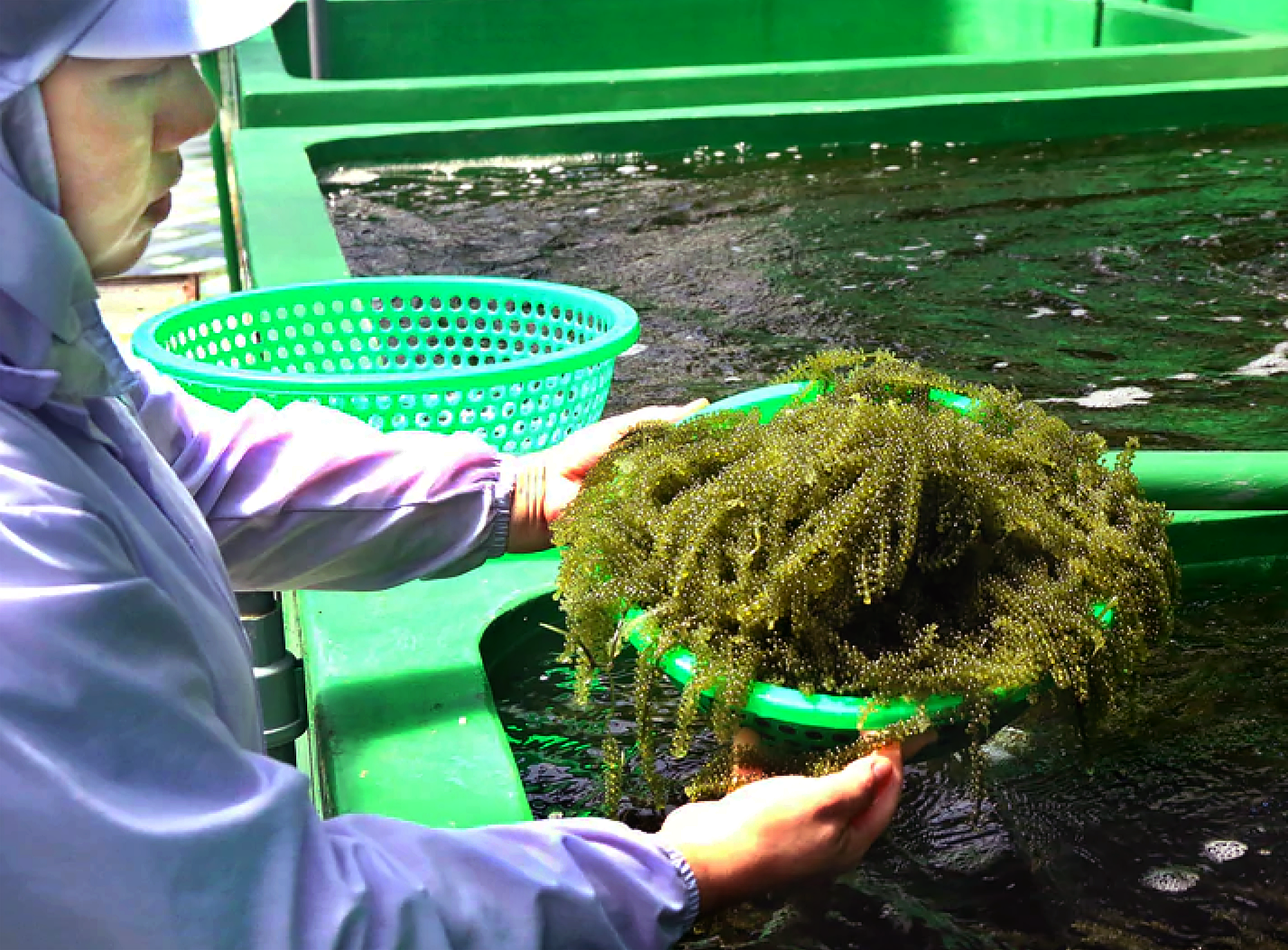 新鲜海葡萄在超市渠道售价约20万越南盾/公斤