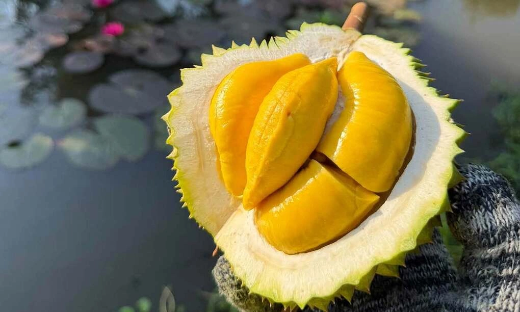 西部果園裡的貓山王榴蓮